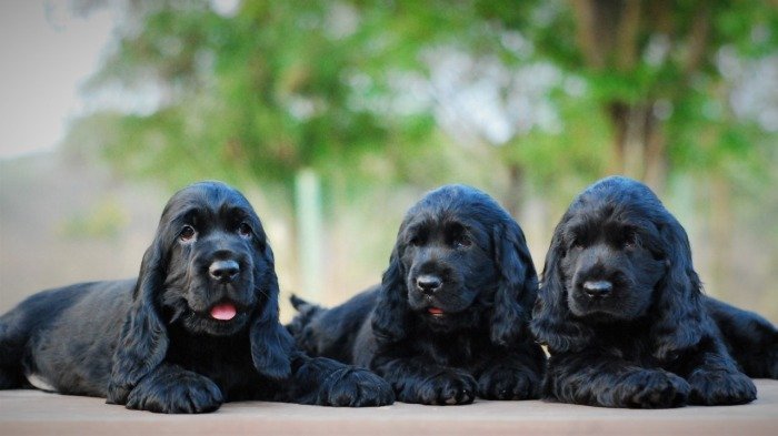 DogsIndia.com - Cocker Spaniel - English - Casagold Kennel - Cherian