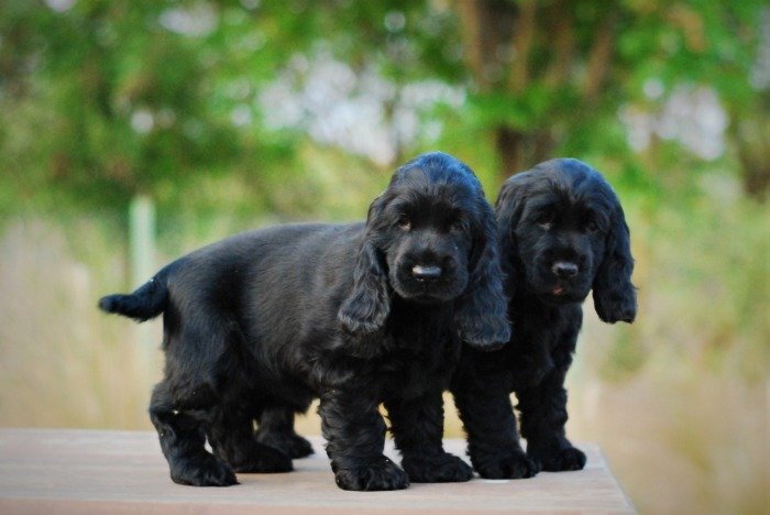 DogsIndia.com - Cocker Spaniel - English - Casagold Kennel - Cherian