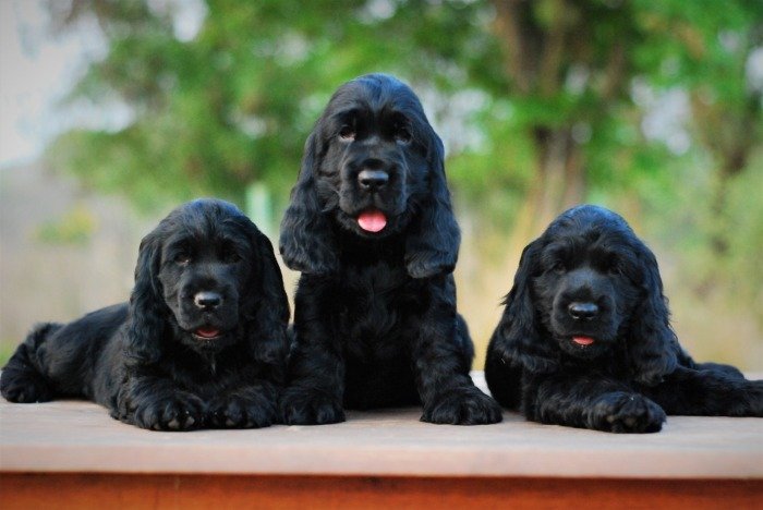 DogsIndia.com - Cocker Spaniel - English - Casagold Kennel - Cherian