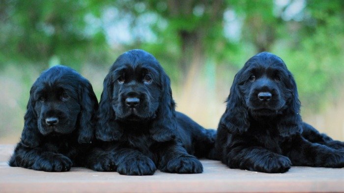 DogsIndia.com - Cocker Spaniel - English - Casagold Kennel - Cherian