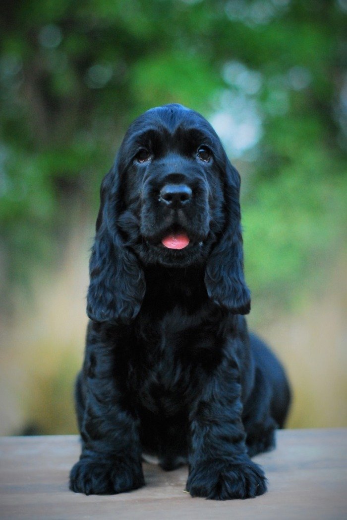 DogsIndia.com - Cocker Spaniel - English - Casagold Kennel - Cherian