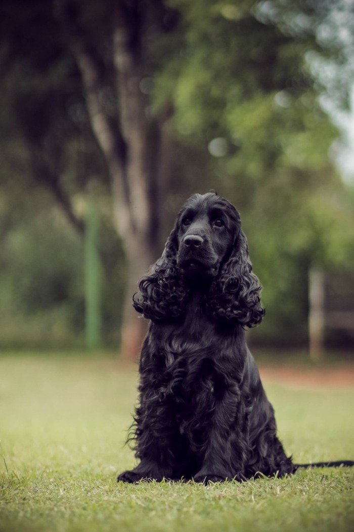 DogsIndia.com - Cocker Spaniel - English - Casagold Kennel - Cherian