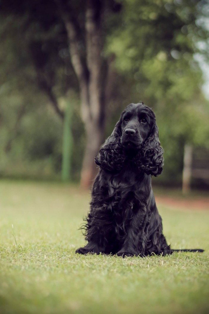 DogsIndia.com - Cocker Spaniel - English - Casagold Kennel - Cherian