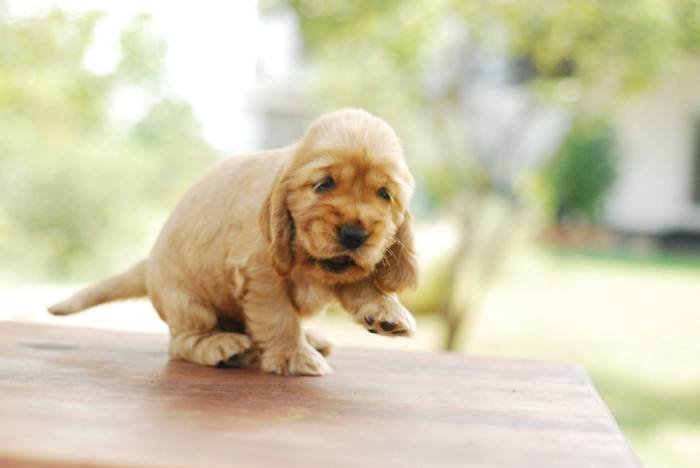 DogsIndia.com - Cocker Spaniel - English - Casagold Kennel - Cherian