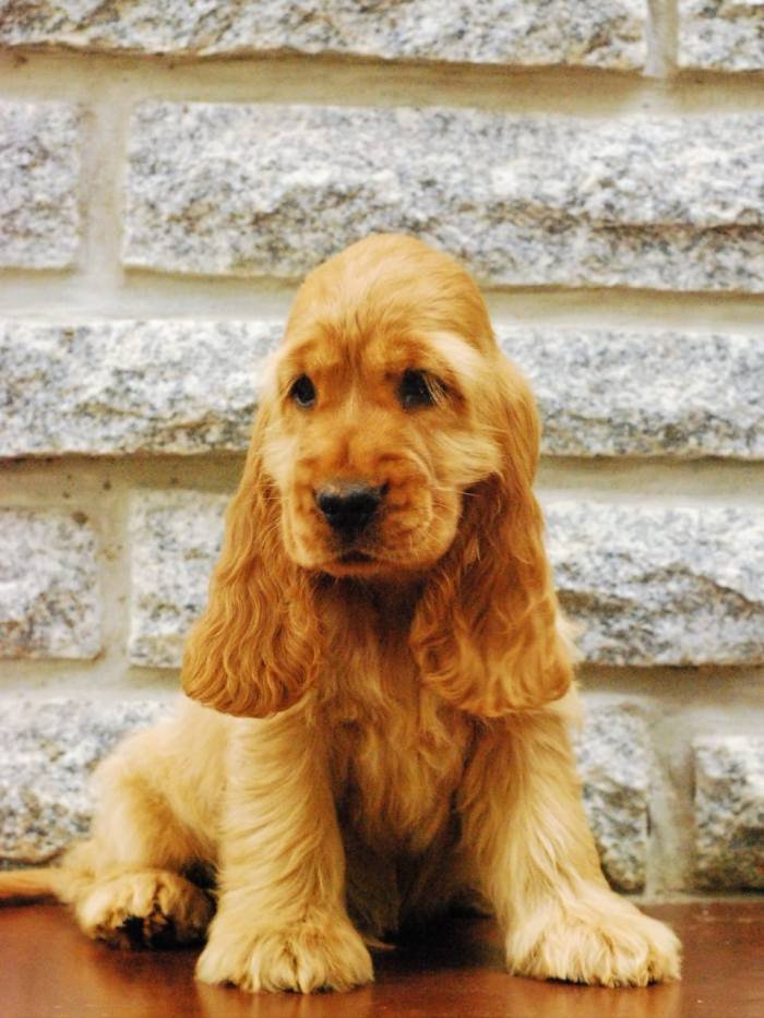 DogsIndia.com - Cocker Spaniel - English - Casagold Kennel - Cherian