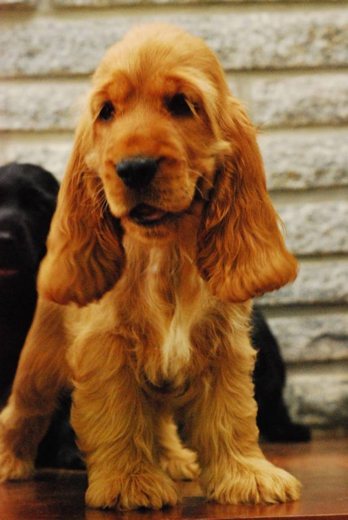 DogsIndia.com - Cocker Spaniel - English - Casagold Kennel - Cherian