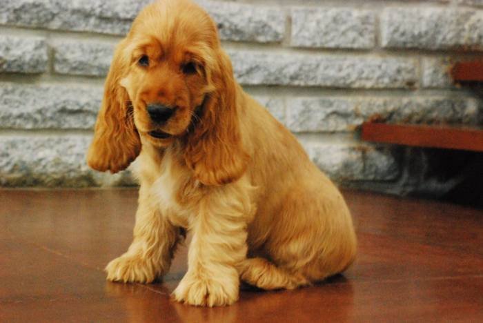 DogsIndia.com - Cocker Spaniel - English - Casagold Kennel - Cherian