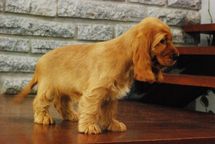 DogsIndia.com - Cocker Spaniel - English - Casagold Kennel - Cherian