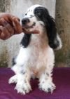 DogsIndia.com - English Cocker Spaniel - Goldflakes Kennel