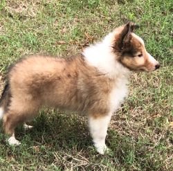 DogsIndia.com - Collie (Rough) - Akshay Dagar - Advance Kennel