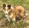 DogsIndia.com - Collie (Rough) - Akshay Dagar - Advance Kennel
