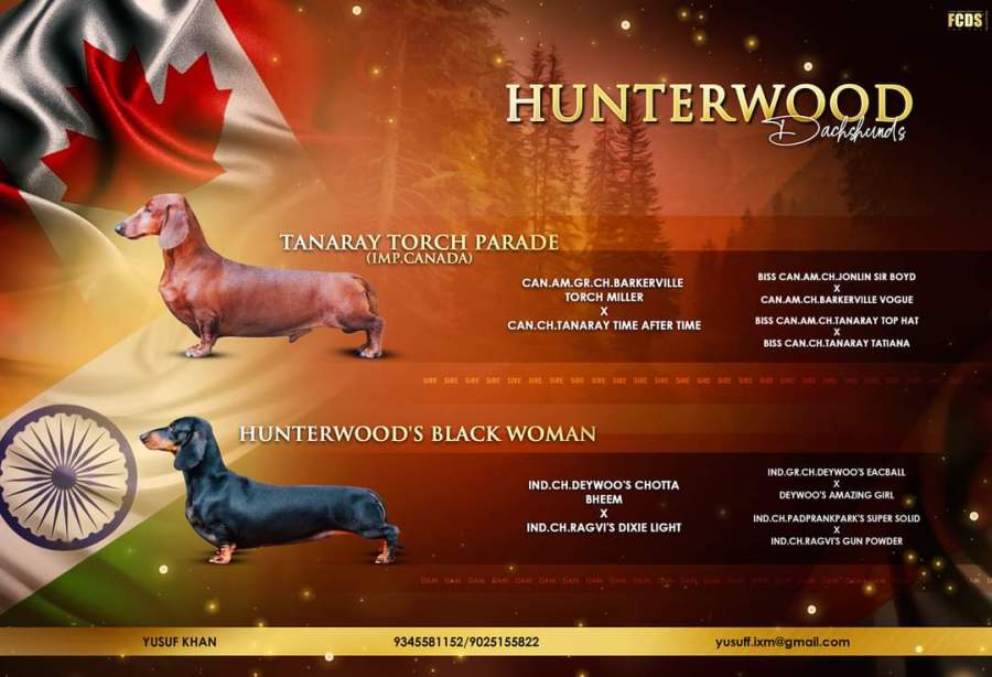 DogsIndia.com - Dachshund Standard Smooth - Hunterwood