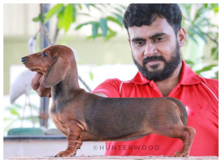 DogsIndia.com - Dachshund Standard Smooth - Hunterwood