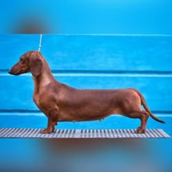 DogsIndia.com - Dachshund - Raghlin's Dachshunds