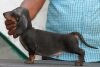 DogsIndia.com - Dachshund Standard Smooth - Raghu