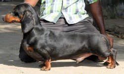 DogsIndia.com - Dachshund Standard Smooth - Raghu