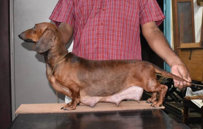 DogsIndia.com - Dachshund - Attilas - Anish Ashraf