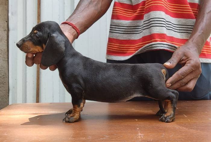 DogsIndia.com - Dachshund - Attilas - Anish Ashraf