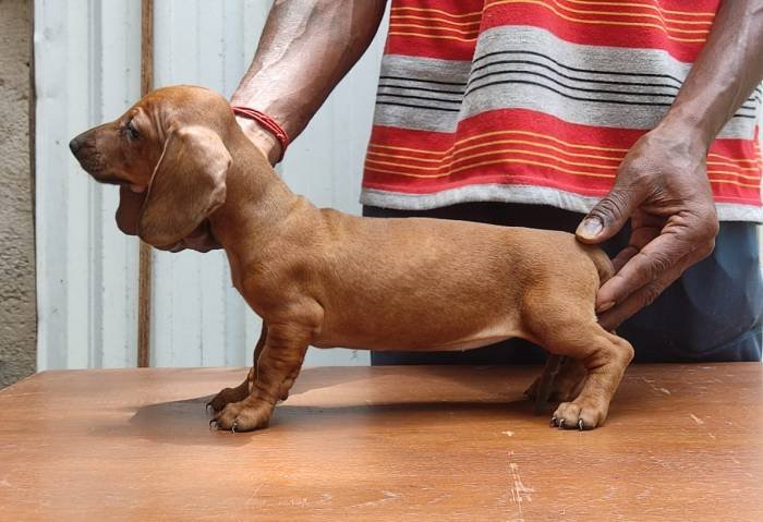 DogsIndia.com - Dachshund - Attilas - Anish Ashraf