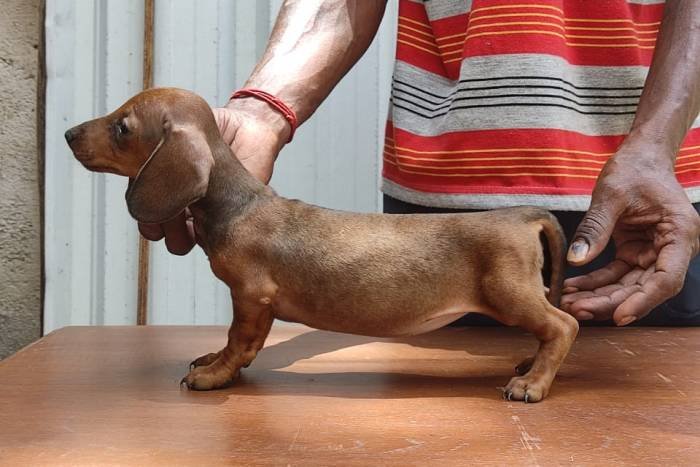 DogsIndia.com - Dachshund - Attilas - Anish Ashraf