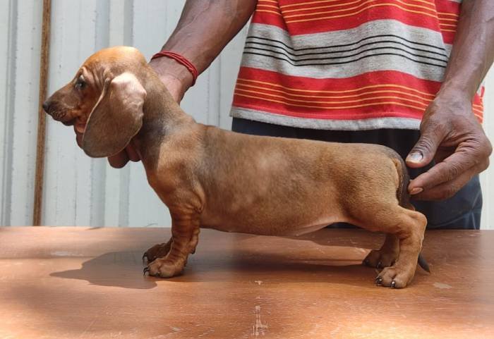 DogsIndia.com - Dachshund - Attilas - Anish Ashraf