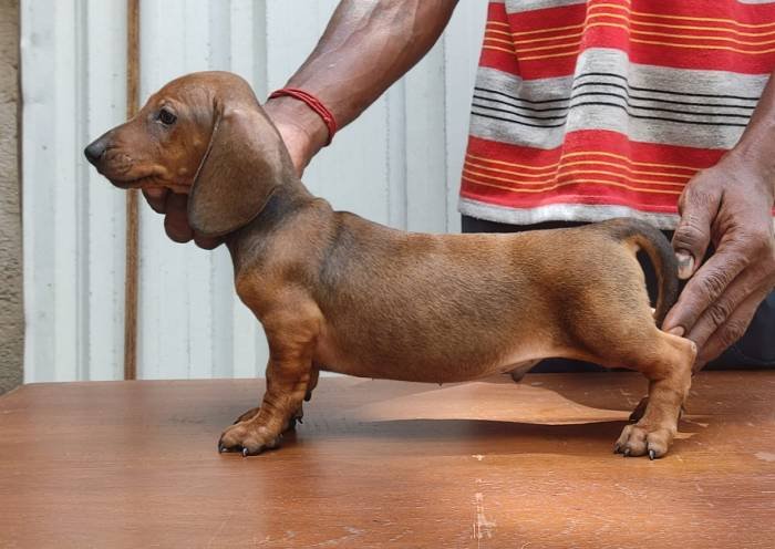 DogsIndia.com - Dachshund - Attilas - Anish Ashraf