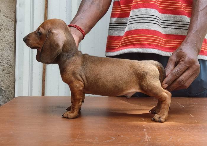 DogsIndia.com - Dachshund - Attilas - Anish Ashraf