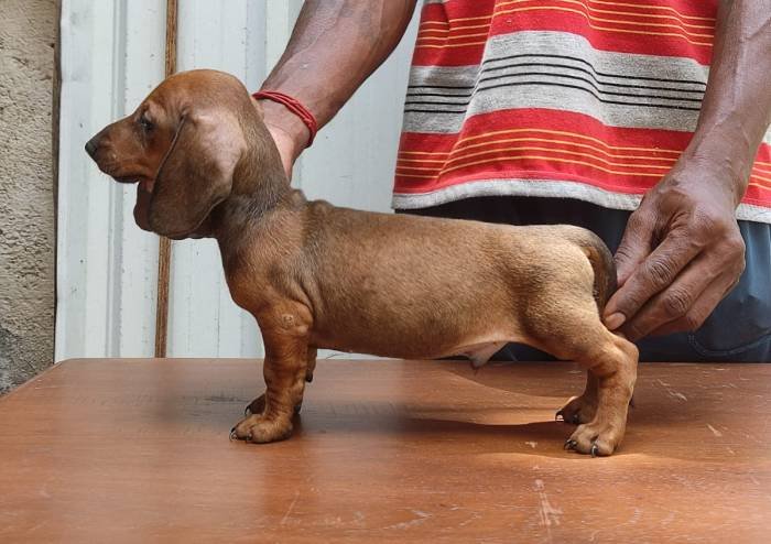 DogsIndia.com - Dachshund - Attilas - Anish Ashraf