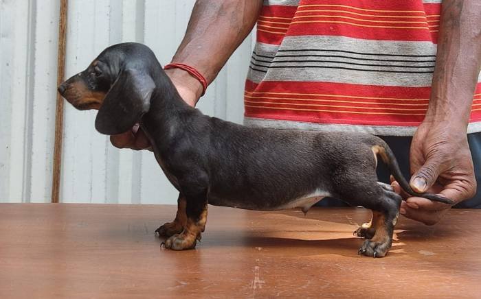 DogsIndia.com - Dachshund - Attilas - Anish Ashraf