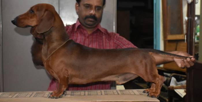 DogsIndia.com - Dachshund - Attilas - Anish Ashraf