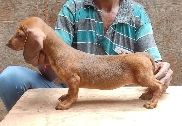 DogsIndia.com - Dachshund - Attilas - Anish Ashraf