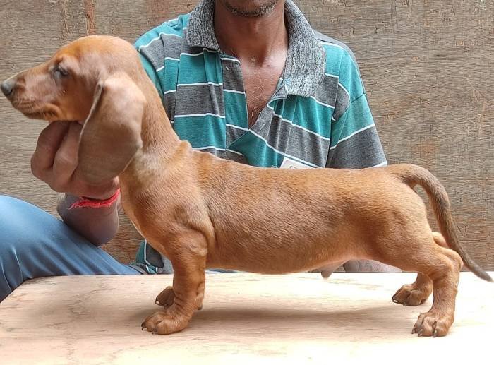 DogsIndia.com - Dachshund - Attilas - Anish Ashraf