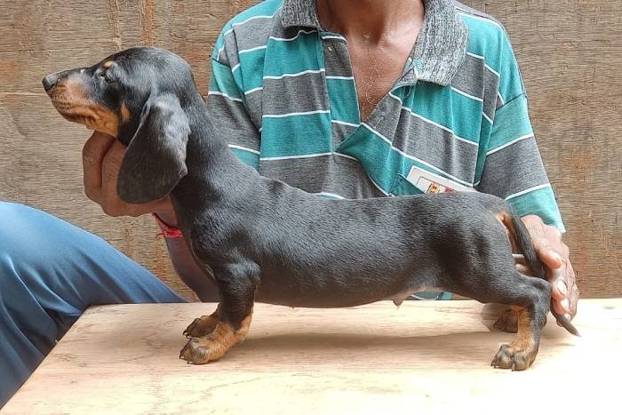 DogsIndia.com - Dachshund - Attilas - Anish Ashraf