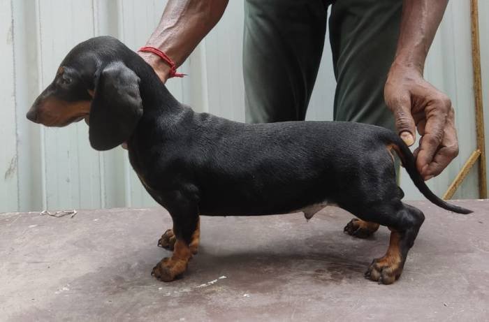 DogsIndia.com - Dachshund - Attilas - Anish Ashraf