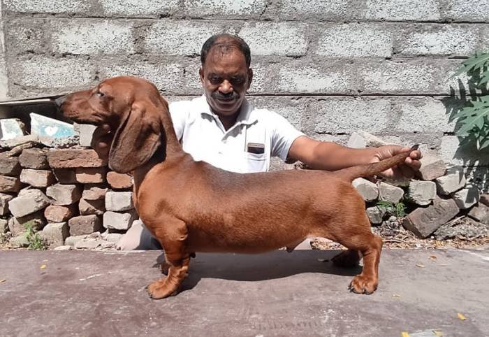 DogsIndia.com - Dachshund - Attilas - Anish Ashraf