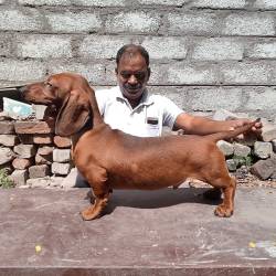 DogsIndia.com - Dachshund - Attilas - Anish Ashraf