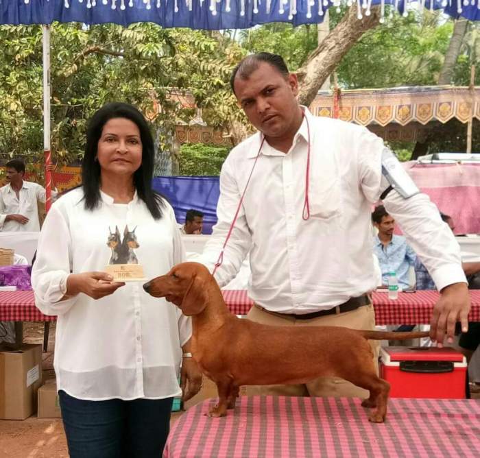 DogsIndia.com - Dachshund Standard Smooth - Siddhesh Salunke