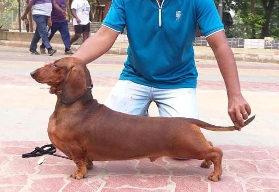DogsIndia.com - Dachshund Standard Smooth - Toyboy