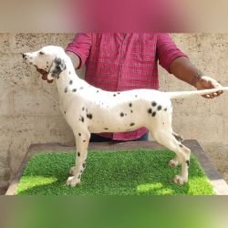 DogsIndia.com - Dalmatian - Attilas Kennel