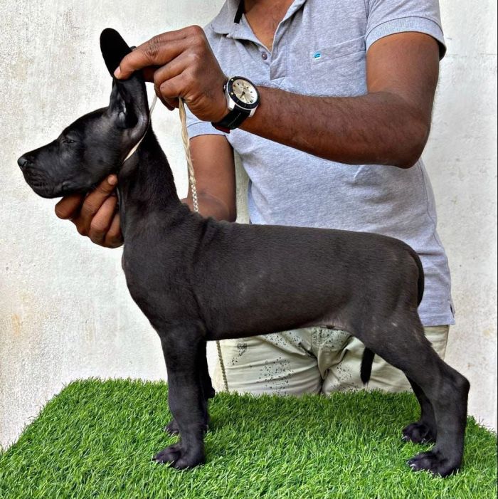 DogsIndia.com - Great Dane - Aniva