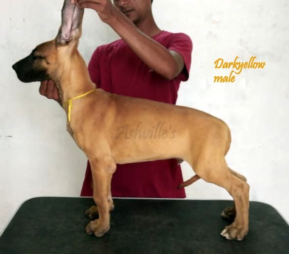 DogsIndia.com - Great Dane - Ashville Kennels