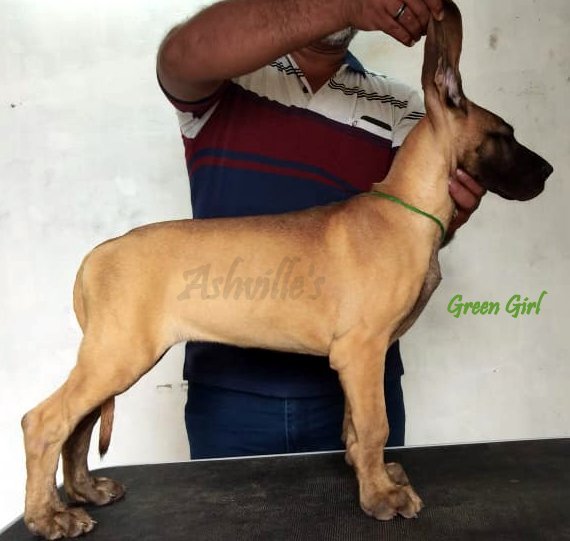 DogsIndia.com - Great Dane - Ashville Kennels