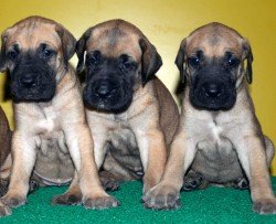 DogsIndia.com - Great Dane - Balken Kennels