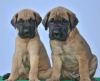 DogsIndia.com - Great Dane - Balken Kennels