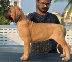 DogsIndia.com - Great Dane - Big Ben - Sharma Ramesh