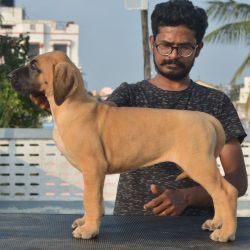 DogsIndia.com - Great Dane - Big Ben - Sharma Ramesh