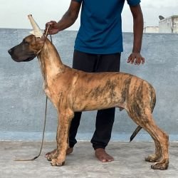 DogsIndia.com - Great Dane - Big Ben - Sharma Ramesh