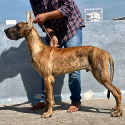 DogsIndia.com - Great Dane - Bigben