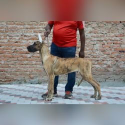 DogsIndia.com Great Dane Bigben