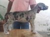 DogsIndia.com - Great Dane - Manikandan
